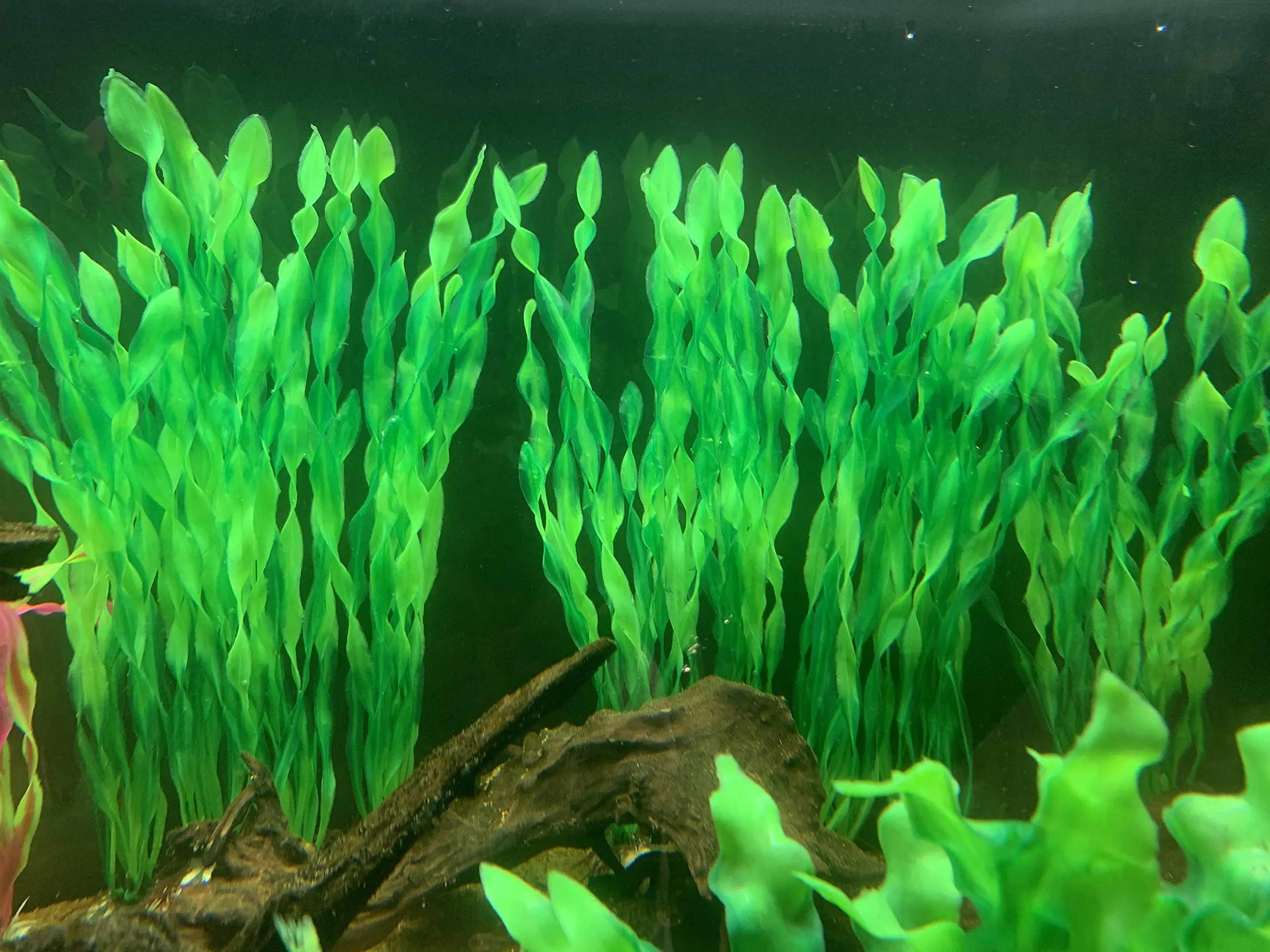 Aquariums